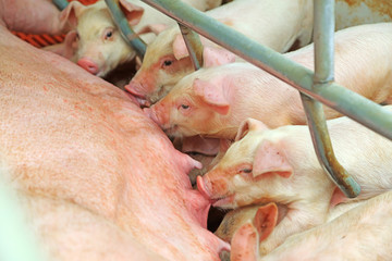 young pig feeding in a farm