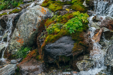 Naklejka na ściany i meble Scenic background with clear spring water stream among thick moss and lush vegetation on stones. Mountain creek on mossy rocks with fresh greenery. Colorful backdrop with rich alpine flora.