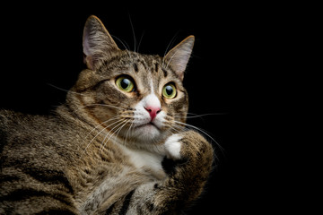 Obraz premium Studio shot of an adorable gray and brown tabby cat lying on black background