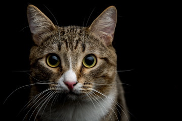 Studio shot of an adorable gray and brown tabby cat sitting on black background close up isolated