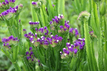 Obraz premium purple limonium flower in the garden