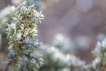 evergreen juniper in hoarfrost