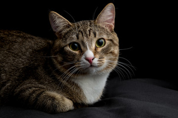 Studio shot of an adorable gray and brown tabby cat lying on black background