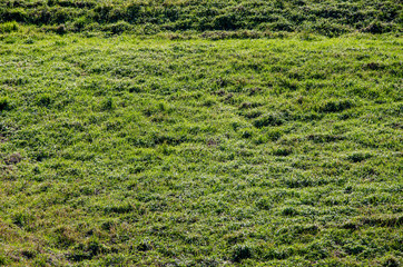 Background image of lush grass field