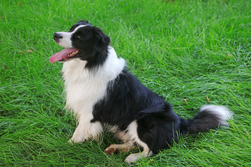 Border Collie in Green Lawn