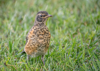 Young American Robin in Grass