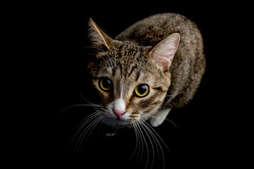 Studio shot of an adorable gray and brown tabby cat sitting on black background top isolated
