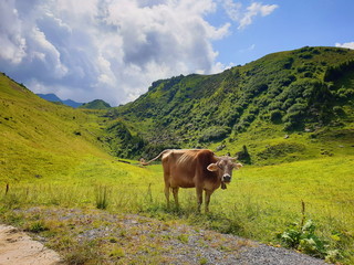 cow in mountains