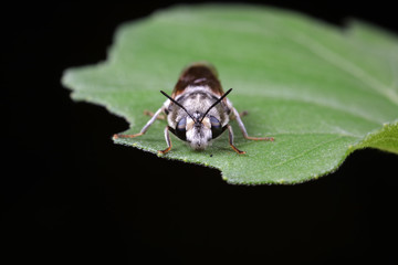 Diptera insects in nature