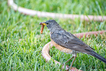 American Robin with worm in Beak