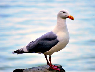 Seagull standing outside.