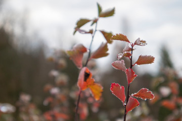Dew on colorful leaves in late autumn 