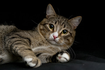 Studio shot of an adorable gray and brown tabby cat lying on black background
