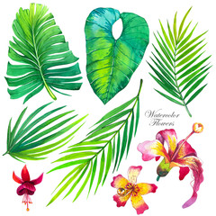 Botanical illustration with tropical plants. Watercolor set of green leaves and flowers: lilly, palm, monstera. Handmade painting realistic watercolor cliparts.