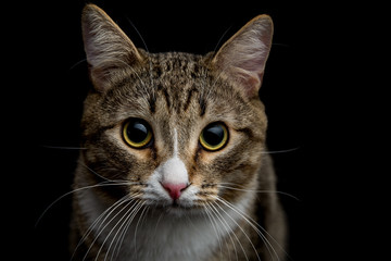 Studio shot of an adorable gray and brown tabby cat sitting on black background close up isolated