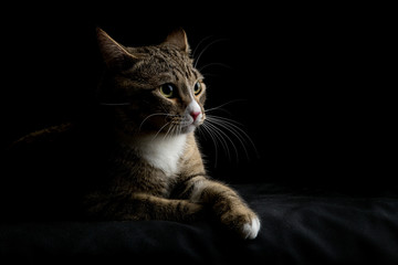 Fototapeta na wymiar Studio shot of an adorable gray and brown tabby cat lying on black background
