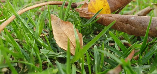 leaves