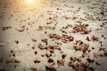 Blätter auf der Straße