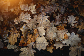 Herbst Hintergrund für Grafiker