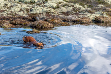 Active and happy Staffordshire bull terrier are running/fetching stick outdoors in nature. Pet photography, dogs, animal and activation concept.