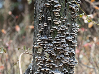mushrooms of a tree in a forest