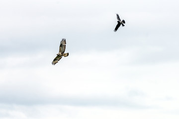 The rough legged buzzard/buteo lagopus photographed in flight. Birds of prey, predators, wildlife and nature concept.