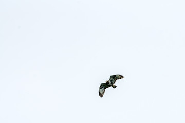 The rough legged buzzard/buteo lagopus photographed in flight. Birds of prey, predators, wildlife and nature concept.
