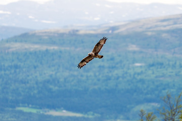 The rough legged buzzard/buteo lagopus photographed in flight. Birds of prey, predators, wildlife and nature concept.