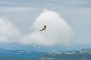 The rough legged buzzard/buteo lagopus photographed in flight. Birds of prey, predators, wildlife and nature concept.