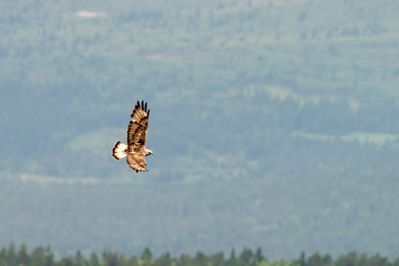 The rough legged buzzard/buteo lagopus photographed in flight. Birds of prey, predators, wildlife and nature concept.