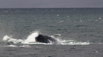 Fototapeta premium Baleine à bosse dans le Parc marin Francisco Coloane