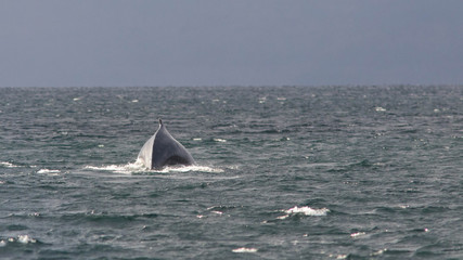 Baleine à bosse dans le Parc marin Francisco Coloane