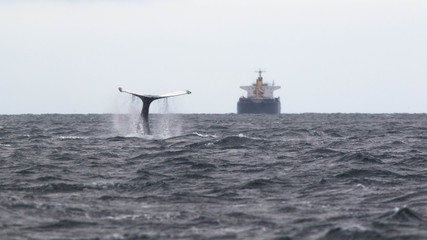 La baleine et le pétrolier © Francois