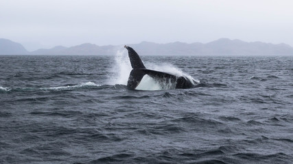 Baleine à bosse dans l'aire marine et côtière protégée Francisco Coloane