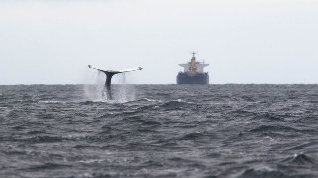 La baleine et le p&eacute;trolier