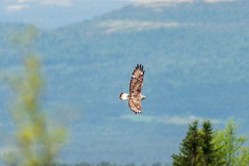 The rough legged buzzard/buteo lagopus photographed in flight. Birds of prey, predators, wildlife and nature concept.