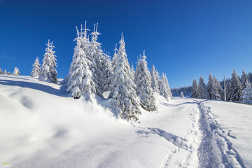 Fototapeta na wymiar Winter Landscape. Snow Trees, blue sky