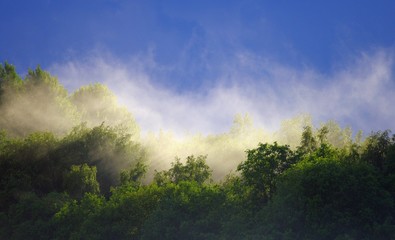 Mist rises over the forest after the rain