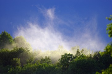 Fototapeta na wymiar Mist rises over the forest after the rain