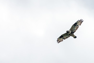 The rough legged buzzard/buteo lagopus photographed in flight. Birds of prey, predators, wildlife and nature concept.