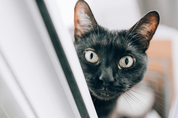 Black cool cat peeps through the window.