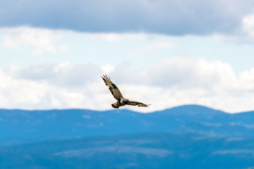 The rough legged buzzard/buteo lagopus photographed in flight. Birds of prey, predators, wildlife and nature concept.