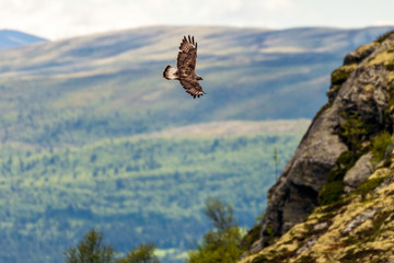 The rough legged buzzard/buteo lagopus photographed in flight. Birds of prey, predators, wildlife and nature concept.