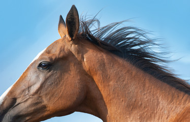 bay akhal-teke horse head detail closeup in motion