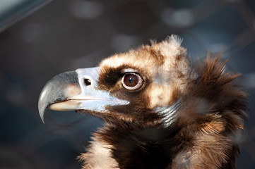 black vulture head closeup