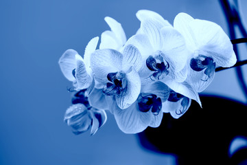 Classic Blue. Color of the Year 2020. delicate pink Orchid with dew drops close-up on light blue...