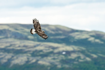 The rough legged buzzard/buteo lagopus photographed in flight. Birds of prey, predators, wildlife and nature concept.