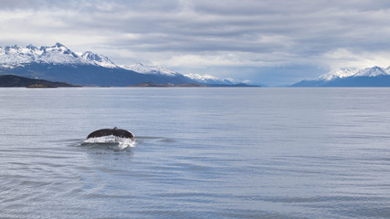Fototapeta premium Baleine à bosse dans le canal de Beagle, Ushuaïa 