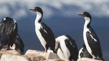 Cormoran impérial au large d’Ushuaïa