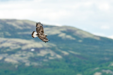 The rough legged buzzard/buteo lagopus photographed in flight. Birds of prey, predators, wildlife and nature concept.